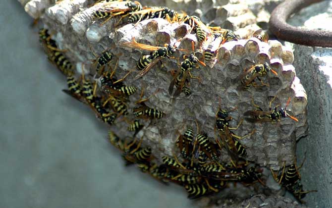 馬蜂和蜜蜂最直接的區別