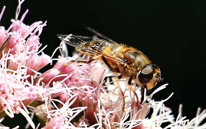 馬蜂和蜜蜂最直接的區別