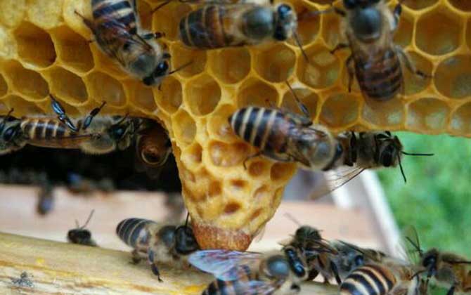 蜂王胎是什么東西(蜂王胎是怎么形成的) 蜂王胎是什么東西(蜂王胎是怎么形成的)