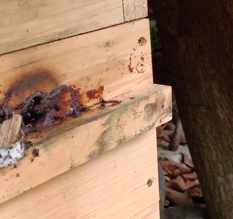 酸蜂的養(yǎng)殖方法（無刺蜂活框養(yǎng)殖技術）