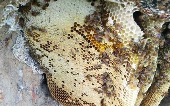 蜜蜂蜂巢是怎樣建出來的(蜂巢是怎么筑成的) 蜜蜂蜂巢是怎樣建出來的(蜂巢是怎么筑成的)
