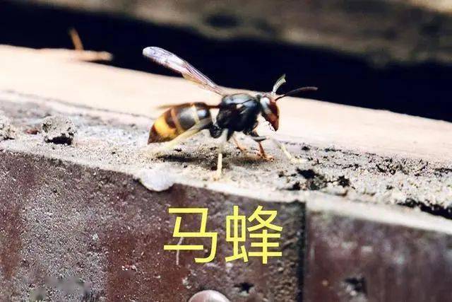 人工養殖馬蜂喂什么食物（大馬蜂過冬要拿什么東西喂養）