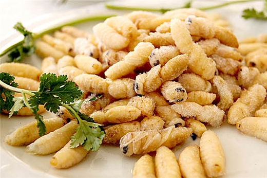 蜂蛹的營(yíng)養(yǎng)價(jià)值和功效及禁忌(蜂蛹什么地方都可以吃嗎) 蜂蛹的營(yíng)養(yǎng)價(jià)值和功效及禁忌(蜂蛹什么地方都可以吃嗎)