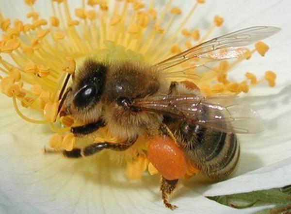 養(yǎng)蜂技術(shù)知識大全（實用養(yǎng)蜂技術(shù)資料）