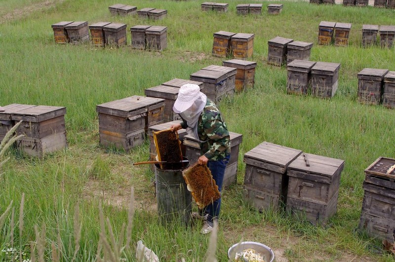 養蜂用什么蜂箱好(什么樣的蜂箱最好) 養蜂用什么蜂箱好(什么樣的蜂箱最好)