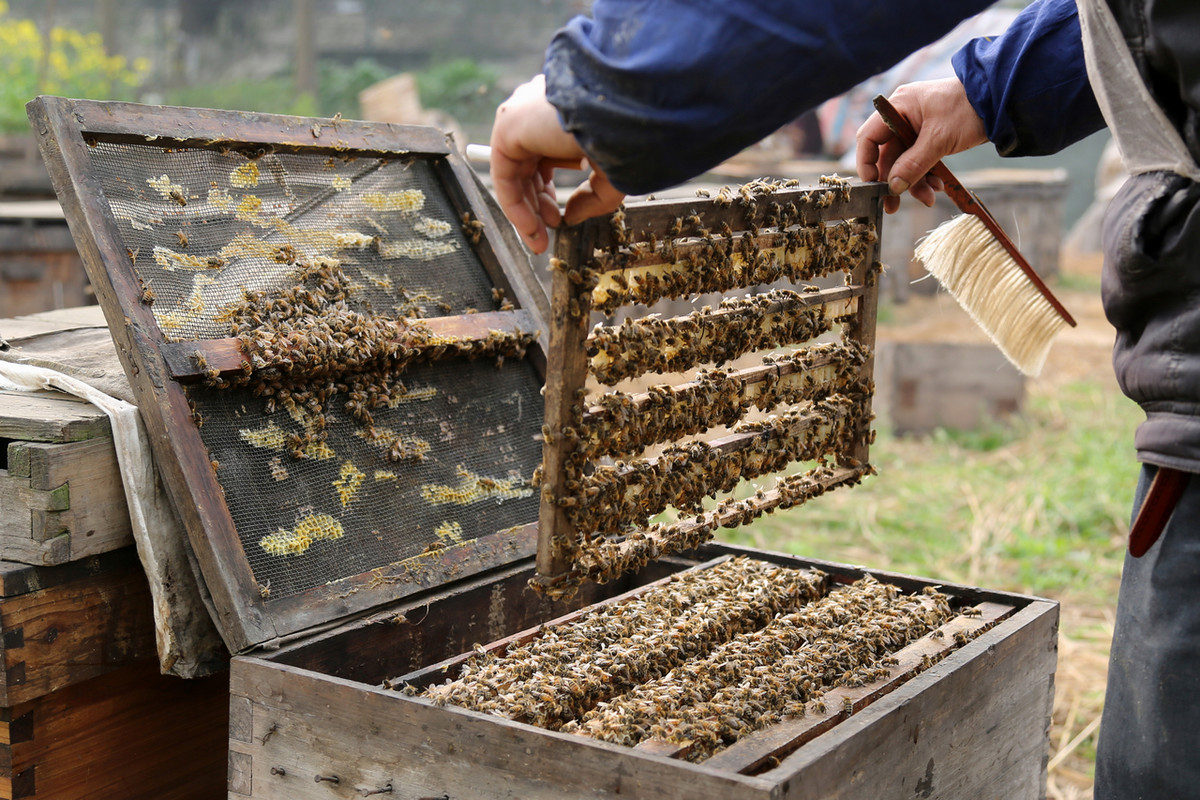養蜂用什么蜂箱好(什么樣的蜂箱最好) 養蜂用什么蜂箱好(什么樣的蜂箱最好)
