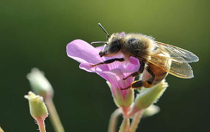 新手養(yǎng)蜂 新手養(yǎng)蜂