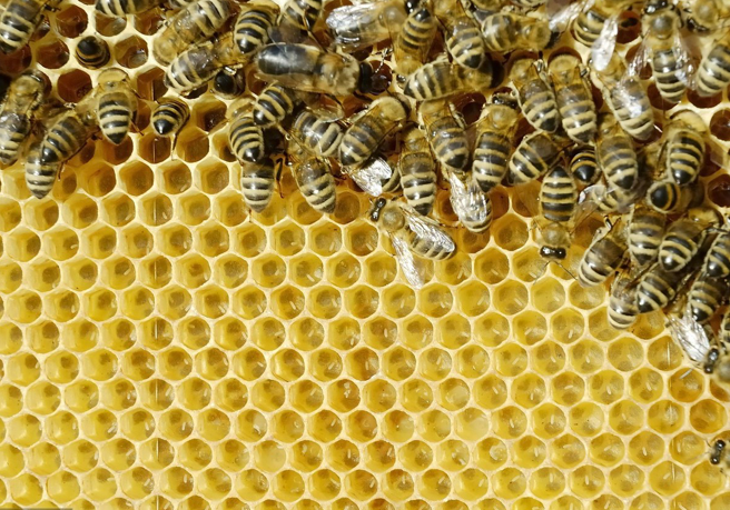 塑料巢礎(chǔ)好用嗎（塑料巢礎(chǔ)的優(yōu)缺點(diǎn)）