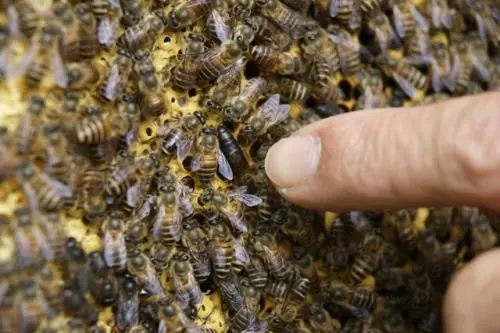 怎么留住蜂王(怎么儲存蜂王) 怎么留住蜂王(怎么儲存蜂王)