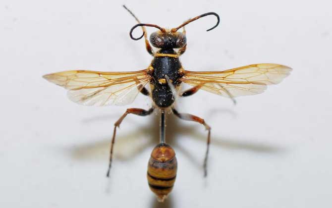 細腰蜂長什么樣子（腰很細的蜜蜂是什么蜂）