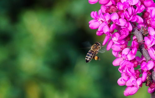 新手養(yǎng)蜂要注意什么（新手養(yǎng)蜂入門及注意事項(xiàng)）