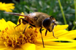 人工蜂王的優勢(人工蜂王的優點) 人工蜂王的優勢(人工蜂王的優點)