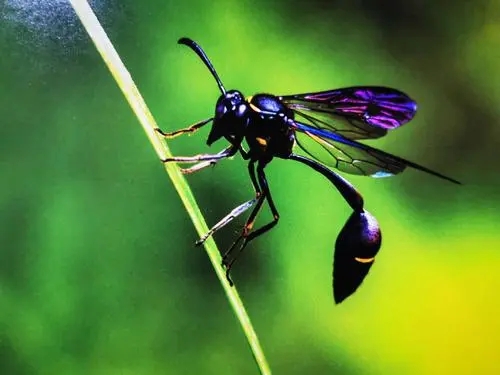 細腰蜂是益蟲還是害蟲