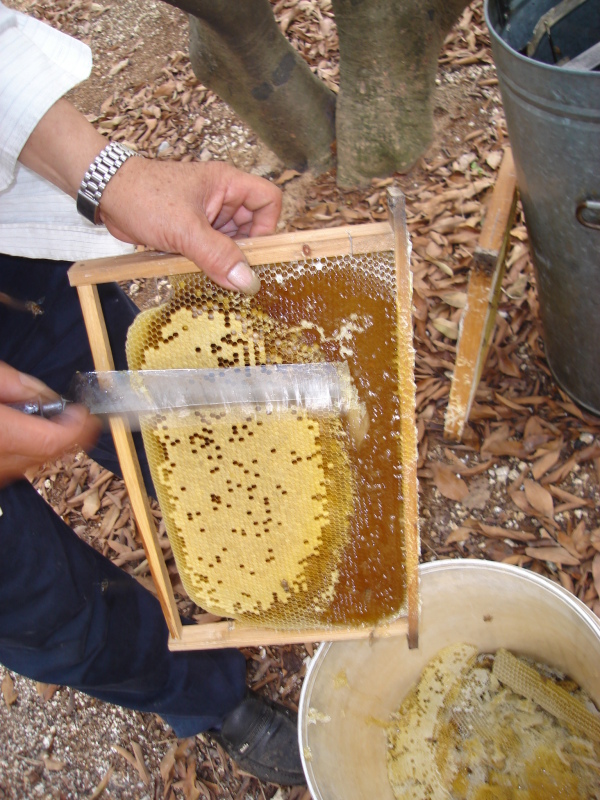 荔枝蜜可以泡檸檬嗎(荔枝蜜加檸檬的做法) 荔枝蜜可以泡檸檬嗎(荔枝蜜加檸檬的做法)
