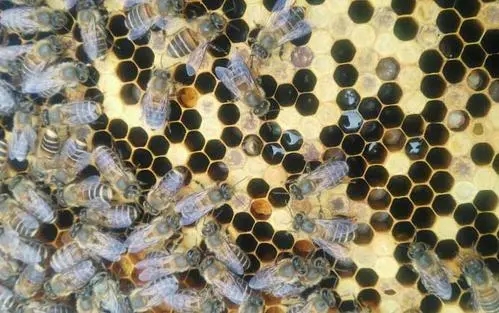 急造王臺有十多個怎么辦(急造王臺留幾個最好) 急造王臺有十多個怎么辦(急造王臺留幾個最好)