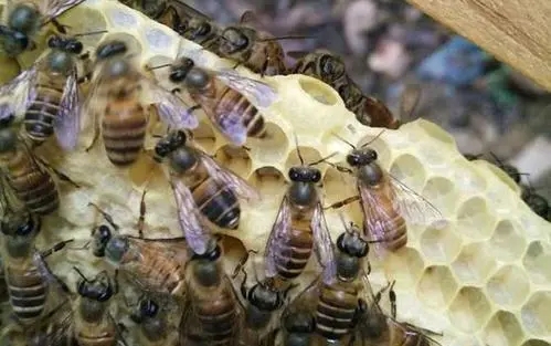 急造王臺有十多個怎么辦(急造王臺留幾個最好) 急造王臺有十多個怎么辦(急造王臺留幾個最好)