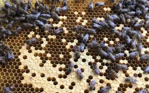 急造王臺有十多個怎么辦(急造王臺留幾個最好) 急造王臺有十多個怎么辦(急造王臺留幾個最好)