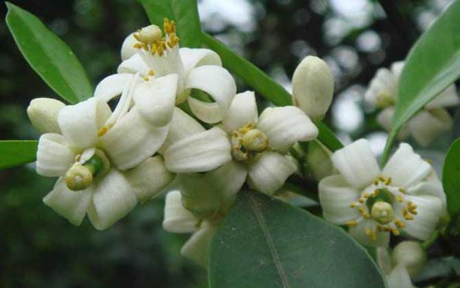 柑橘樹(shù)的地理分布（柑橘樹(shù)什么時(shí)候開(kāi)花）