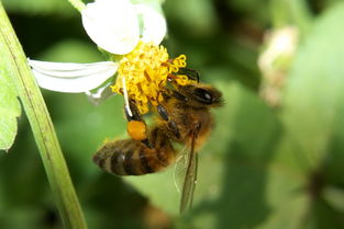 南方夏季主要蜜源植物(南方蜜源植物常見種類和開花時(shí)間) 南方夏季主要蜜源植物(南方蜜源植物常見種類和開花時(shí)間)