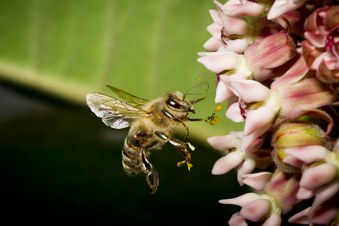 南方夏季主要蜜源植物(南方蜜源植物常見種類和開花時(shí)間) 南方夏季主要蜜源植物(南方蜜源植物常見種類和開花時(shí)間)