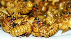 一年什么時候有蜂蛹（蜂蛹在什么季節(jié)才有）