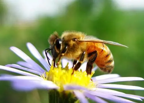 養(yǎng)殖蜜蜂被黃蜂捕食怎么解決(如何防治蜜蜂天敵胡蜂) 養(yǎng)殖蜜蜂被黃蜂捕食怎么解決(如何防治蜜蜂天敵胡蜂)