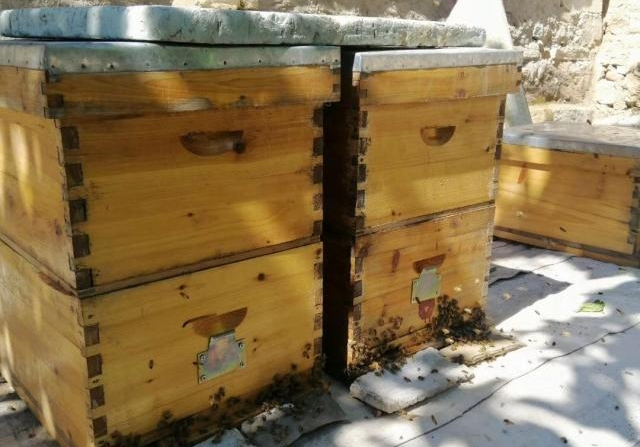 十四框蜂箱和十框蜂箱哪種好(蜂箱的保護) 十四框蜂箱和十框蜂箱哪種好(蜂箱的保護)