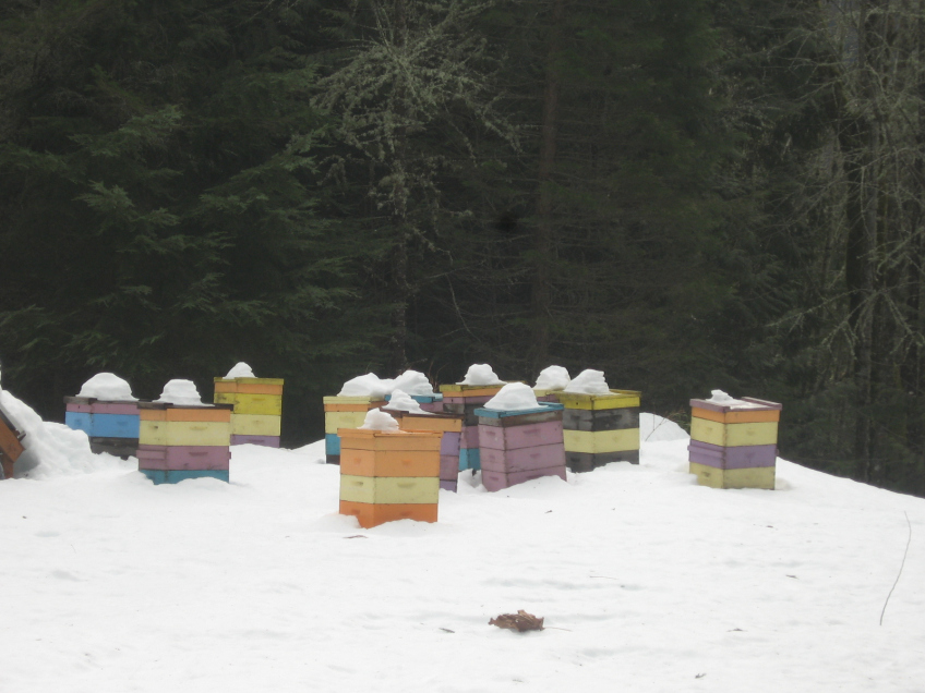 蜂箱缺蜜怎么辦(蜂箱越冬期缺蜜的補足和飼喂方法) 蜂箱缺蜜怎么辦(蜂箱越冬期缺蜜的補足和飼喂方法)