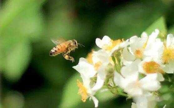 蜂群要幾脾蜂才能過冬(越冬蜂幾脾最安全) 蜂群要幾脾蜂才能過冬(越冬蜂幾脾最安全)