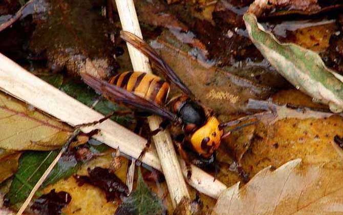 日本大黃蜂的毒性強(qiáng)嗎（中國(guó)有日本大黃蜂嗎）