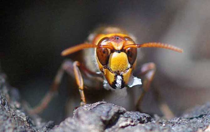 日本大黃蜂的毒性強(qiáng)嗎（中國(guó)有日本大黃蜂嗎）