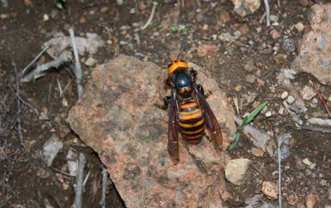 日本大黃蜂的毒性強(qiáng)嗎（中國(guó)有日本大黃蜂嗎）