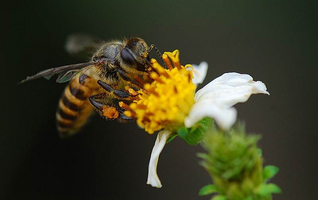 夏季養(yǎng)蜂怎么遮陰(夏季養(yǎng)蜂應(yīng)該要注意什么) 夏季養(yǎng)蜂怎么遮陰(夏季養(yǎng)蜂應(yīng)該要注意什么)