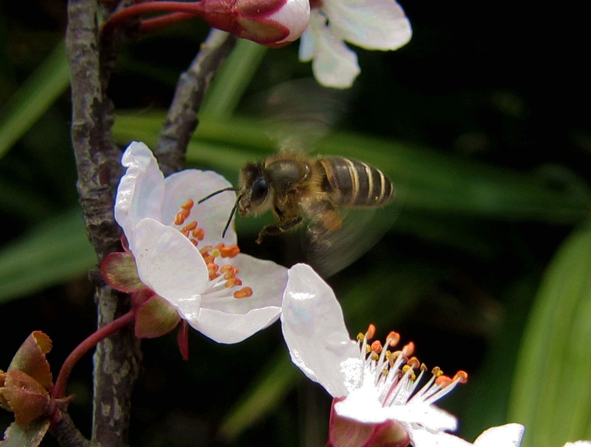 夏季養(yǎng)蜂怎么遮陰(夏季養(yǎng)蜂應(yīng)該要注意什么) 夏季養(yǎng)蜂怎么遮陰(夏季養(yǎng)蜂應(yīng)該要注意什么)