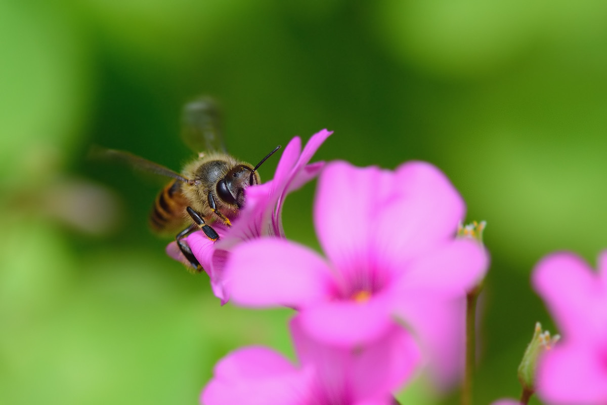 一只蜂王要多少只工蜂能養(yǎng)活(幾只工蜂能養(yǎng)活一只蜂王) 一只蜂王要多少只工蜂能養(yǎng)活(幾只工蜂能養(yǎng)活一只蜂王)