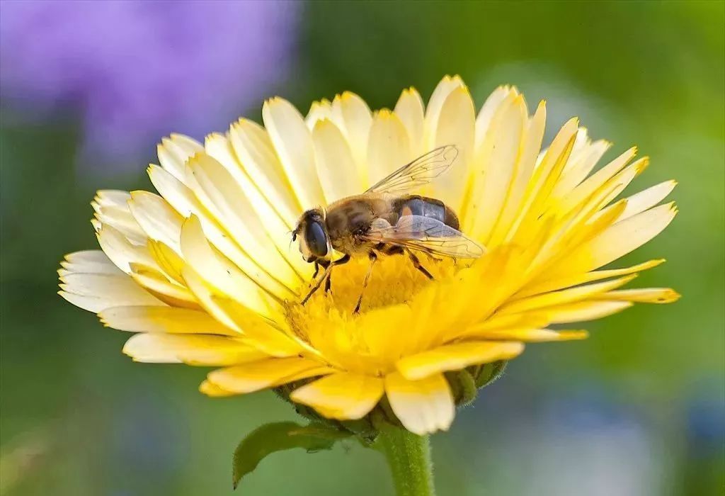 一只蜂王要多少只工蜂能養(yǎng)活(幾只工蜂能養(yǎng)活一只蜂王) 一只蜂王要多少只工蜂能養(yǎng)活(幾只工蜂能養(yǎng)活一只蜂王)