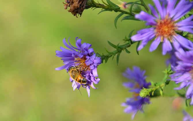 養蜂人如何防止逃蜂出現? 養蜂人如何防止逃蜂出現?