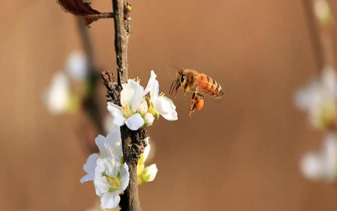 養蜂人如何防止逃蜂出現? 養蜂人如何防止逃蜂出現?