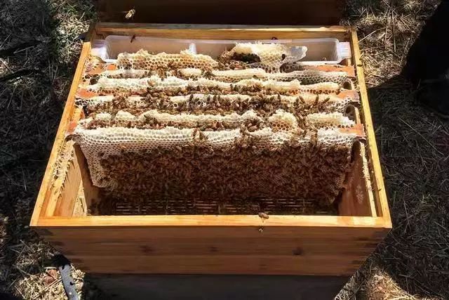 搖蜜時要避開蜂王嗎(搖蜜要不要把蜂王抓起來) 搖蜜時要避開蜂王嗎(搖蜜要不要把蜂王抓起來)