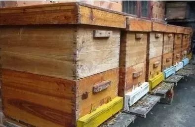 怎么看蜜蜂生病沒(蜜蜂疾病觀察診斷技術(shù)) 怎么看蜜蜂生病沒(蜜蜂疾病觀察診斷技術(shù))