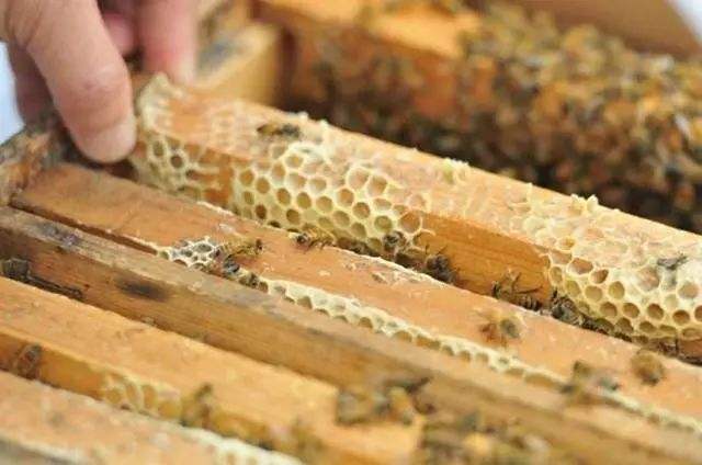 蜜蜂歐洲幼蟲病如何防治? 蜜蜂歐洲幼蟲病如何防治?