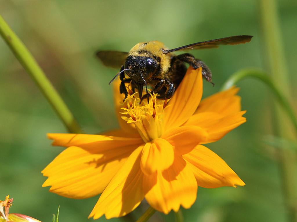 蜜蜂歐洲幼蟲病如何防治? 蜜蜂歐洲幼蟲病如何防治?