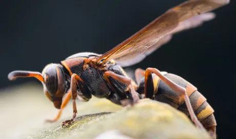 被黃蜂蟄了怎么處理（被黃蜂蟄了的處理方法）