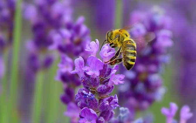 新手如何在家養好蜜蜂? 新手如何在家養好蜜蜂?