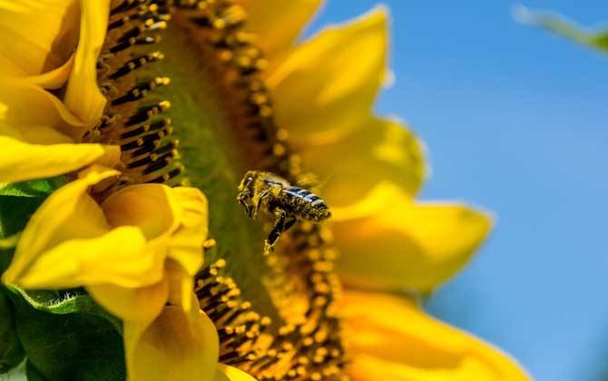 新手如何在家養好蜜蜂? 新手如何在家養好蜜蜂?