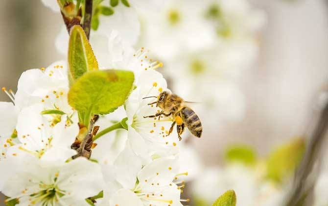 新手如何在家養好蜜蜂? 新手如何在家養好蜜蜂?