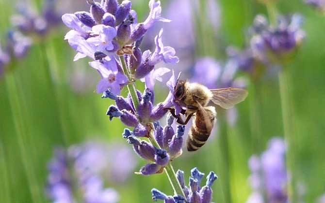新手如何在家養好蜜蜂? 新手如何在家養好蜜蜂?