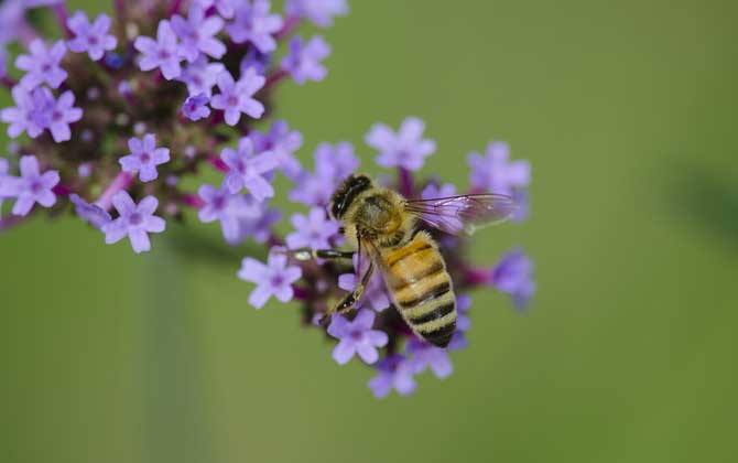 新手如何在家養好蜜蜂? 新手如何在家養好蜜蜂?