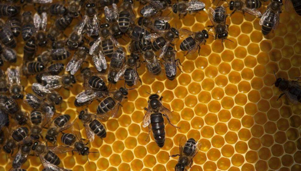 防止盜蜂的六個(gè)技巧(意蜂群之間出現(xiàn)盜蜂怎么辦) 防止盜蜂的六個(gè)技巧(意蜂群之間出現(xiàn)盜蜂怎么辦)