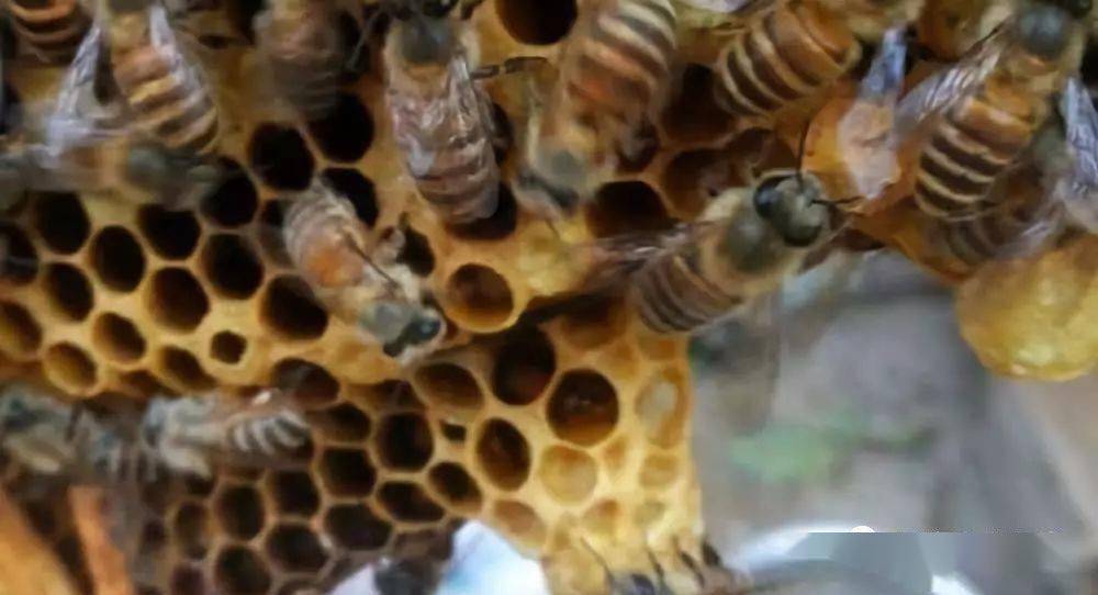 防止盜蜂的六個(gè)技巧(意蜂群之間出現(xiàn)盜蜂怎么辦) 防止盜蜂的六個(gè)技巧(意蜂群之間出現(xiàn)盜蜂怎么辦)